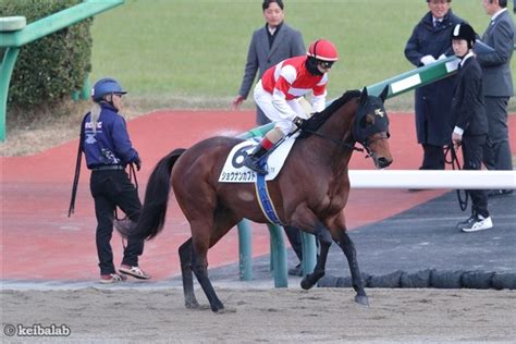 ショウナンカブト Shonan Kabuto 競走馬データベース 競馬ラボ