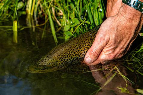 UK 2023 Chalkstream Trout Fishing Season Round Up Aardvark Mcleod