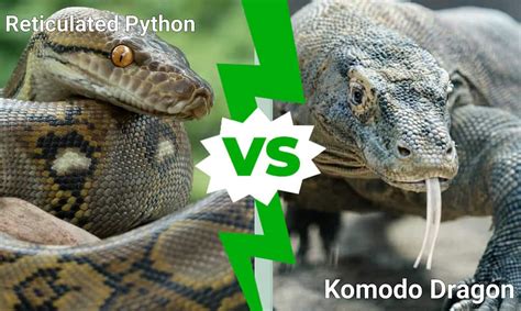 Reticulated Python vs. Komodo Dragon: Which Powerful Animal Would Win a ...