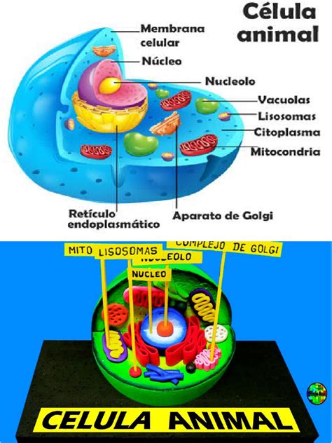 Uma Celula Artificial Contendo Uma Solucao Aquosa - Celula Animal | PDF