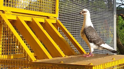 Our Small Homing Pigeons Loft Part Ii Youtube