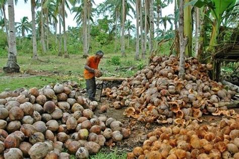 To Boost Coconut Farming In Mindanao Groups To Plant A Million Trees