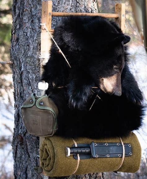 8 Best Black Bear Mount Ideas ⋆ Bright Stuffs