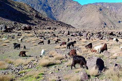 Guided Berber Villages Trek Days In Atlas Mountains