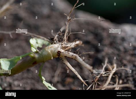 Roots Of Atropa Belladonna Commonly Known As Belladonna Or Deadly