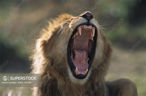 African Lion Panthera Leo Adult Male With Full Mane Roaring To Assert