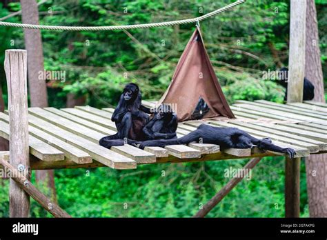 Monkeys At The Monkey Park De Apenheul The Netherlands Stock Photo Alamy