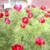 Fern Leaf Peony Double Fernleaf Peony Hybrid Species Cross Paeonia