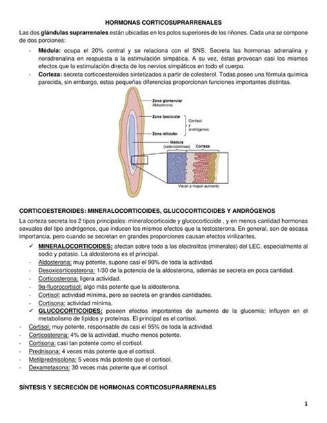 Hormonas Corticosuprarrenales Martina Almiron Nanni Udocz