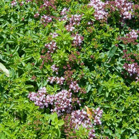 Marjoram Dwarf Origanum Compactum Cm Pot Coolings Garden Centre