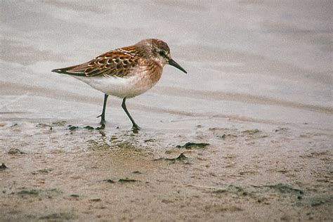 Western Sandpiper Audubon Everglades