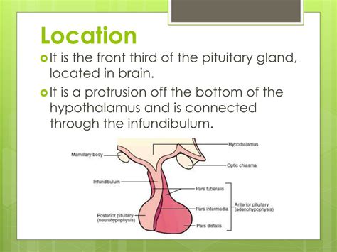 Ppt The Pituitary Gland Anterior Lobe Powerpoint Presentation Free