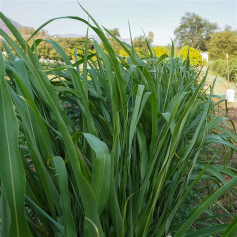 Sorghum Sudangrass Bmr F1 Seeds The Plant Good Seed Company