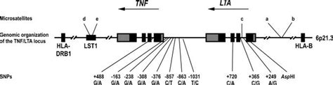 Genomic Polymorphism Of Tnf Tnf And The Adjacent Lta Gene Lie On The