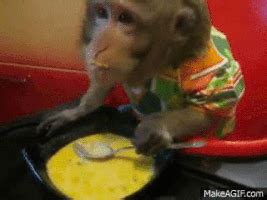 Monkey Eating GIFs - Find & Share on GIPHY