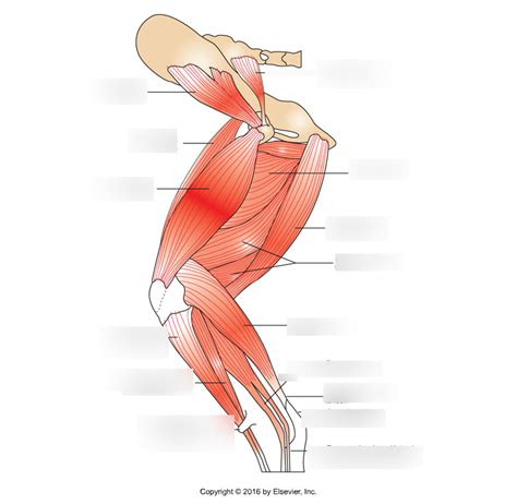 Muscles And Superficial Structures Lateral Hindlimb Deep Muscles