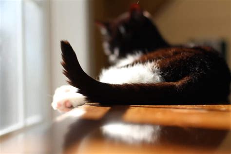 Do Cats Consciously Control Their Tails Kitteria