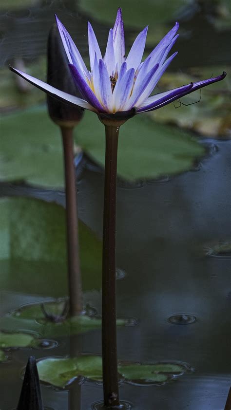 Blue Water Lilies Wallpaper Backiee