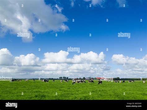 Typical Dutch Black White Cows High Resolution Stock Photography And