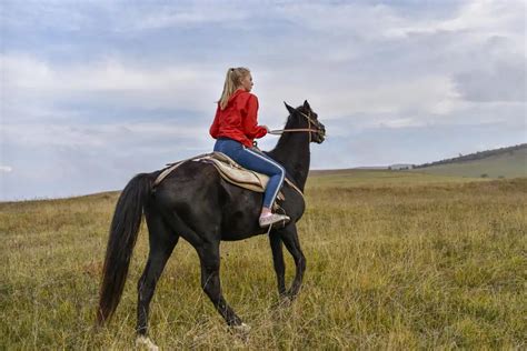 The Fine Art of Riding a Friesian Horse - Pasture Gallop