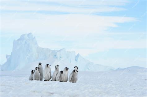 Premium Photo | Emperor penguin chicks in antarctica