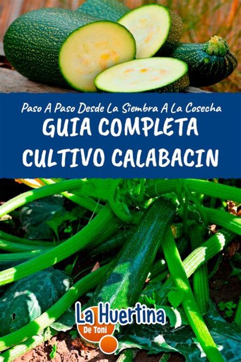 Plantar calabacín Guía Completa Del Cultivo De Calabacín o Zucchini