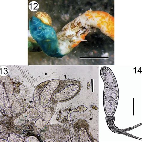 Euhaplorchis Californiensis Euca 45 Overview Of A Colony In A