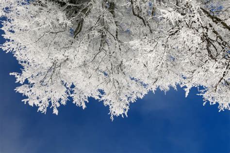 Bildet Tre Natur Stein Gren Fjell Sn Vinter Anlegg Blad