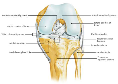 Knee Joint Anatomy Ligaments