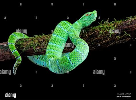 North Philippine Temple Pitviper Tropidolaemus Subannulatus Female On