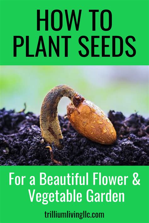 How To Plant Seeds In Your Garden Beginners Guide Trillium Living Planting Seeds