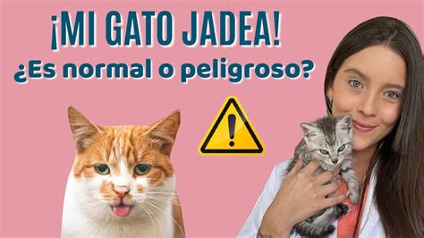 Qué hacer si tu gato no cierra la boca posibles causas y soluciones