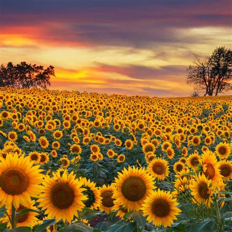 Sunflower seeds from the flower – Artofit