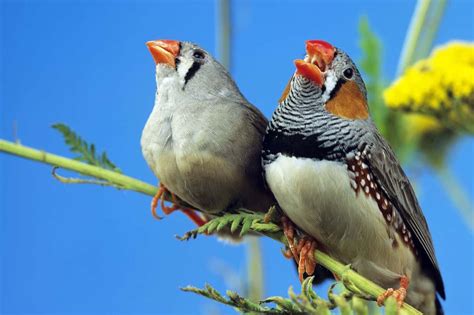 Songbirds Sing Out Of Tune If They Dont Practise Every Day Rfacts