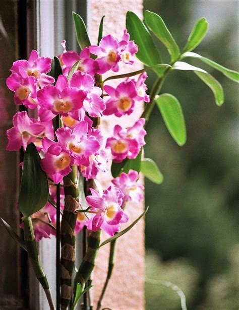 Dendrobium Nobile Starclass Neira Magic B Flickr