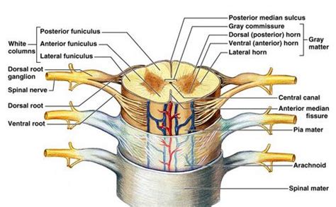 Dorsal Root Ganglion Diagram Labeled