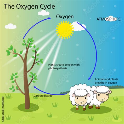 Diagram Of Oxygen Cycle