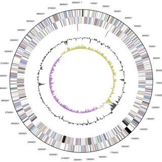 Graphical Circular Map Of The Genome From Outside To The Center Genes