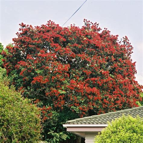 Metrosideros excelsa syn tomentosa - Pohutukawa or NZ Christmas Tree ...