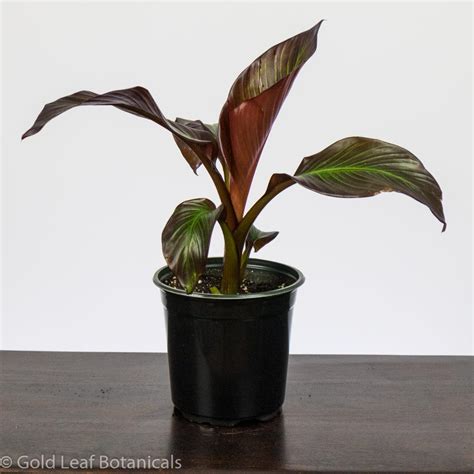 Red Banana Plant Care - Sun, Water, Soil & Humidity Needs