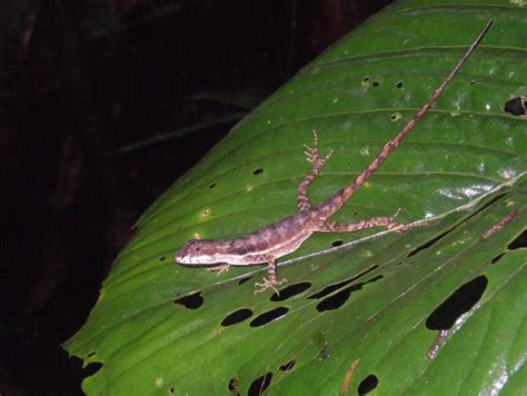 Polychrotidae - Merritt College Herpetology