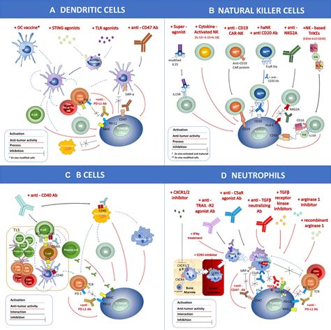 Frontiers Next Generation Immunotherapies To Improve Anticancer Immunity