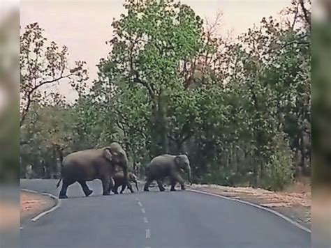 Elephants Chased The Villagers Returned After Eating Mahua महुआ को