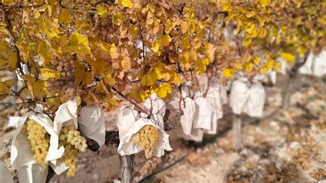 Revelan La Presencia De Uvas De Mesa Importadas Con Pesticidas