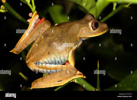 El Mapa Treefrog Hypsiboas Geographicus En La Amazonia Peruana