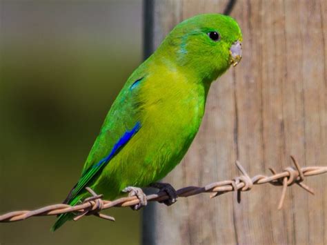 Blue-Winged Parrotlet Care Sheet | Birds Coo