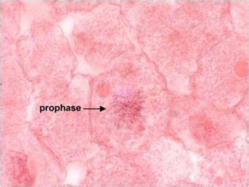 17 Best images about Lab 7: Mitosis - Animal Cells on Pinterest ...