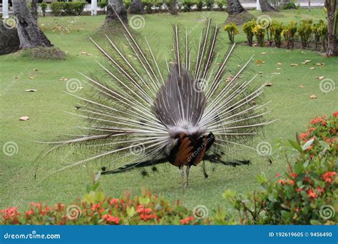 Scary peacock stock image. Image of tourism, peacock - 192619605