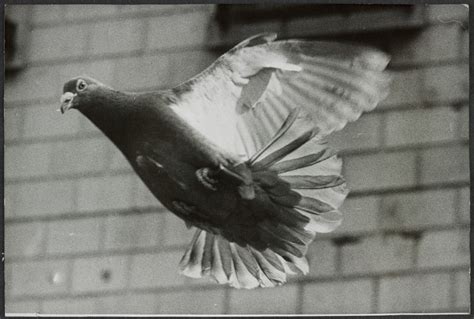 Some nice WW2 pigeon pictures... - Cipher Mysteries