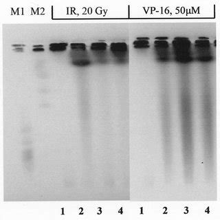 Time Course Of DNA Damage In MCF 7 Cells Induced By Etoposide And